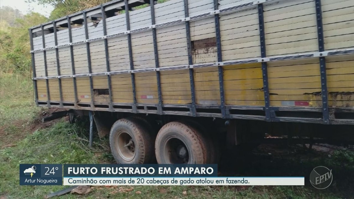 Guarda Prende Suspeito De Tentar Furtar Gados De Fazenda Em Amparo