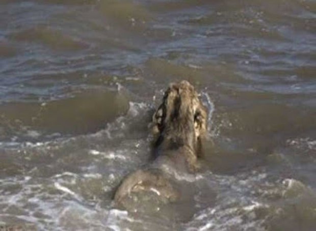 Leão saltou no mar e assustou pescadores na Índia (Foto: Reprodução/YouTube/ABP News)
