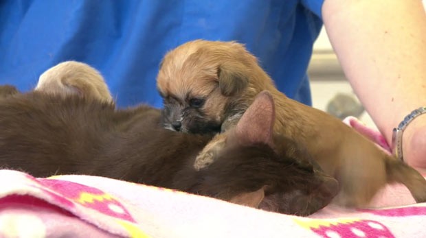 Filhote de cachorro rejeitado é adotado por gata siamesa (Foto: BBC)