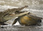 Crocodilo abocanha tartaruga; veja mais (Alejandro Prieto)