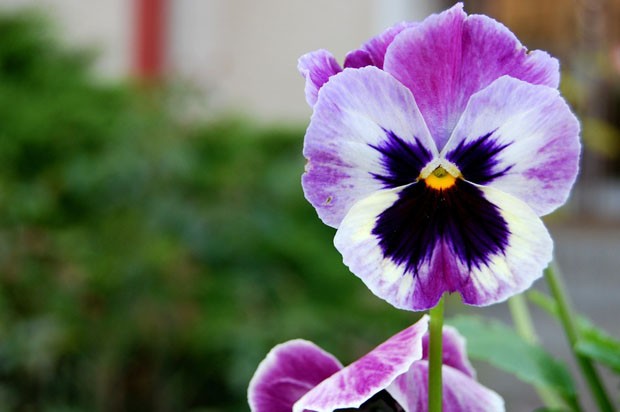 Flores comestíveis: como cultivar em casa e usar em receitas (Foto: Reprodução)