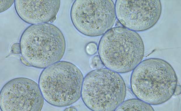 Imagem mostra um teste de fertilização in vitro  (Foto: Genome Research Limited/Divulgação)