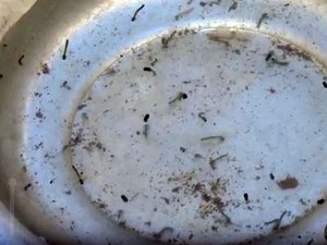 Larvas do Aedes aegypti encontrado em residência fechada de São Sebastião do Paraíso (Foto: Reprodução EPTV)
