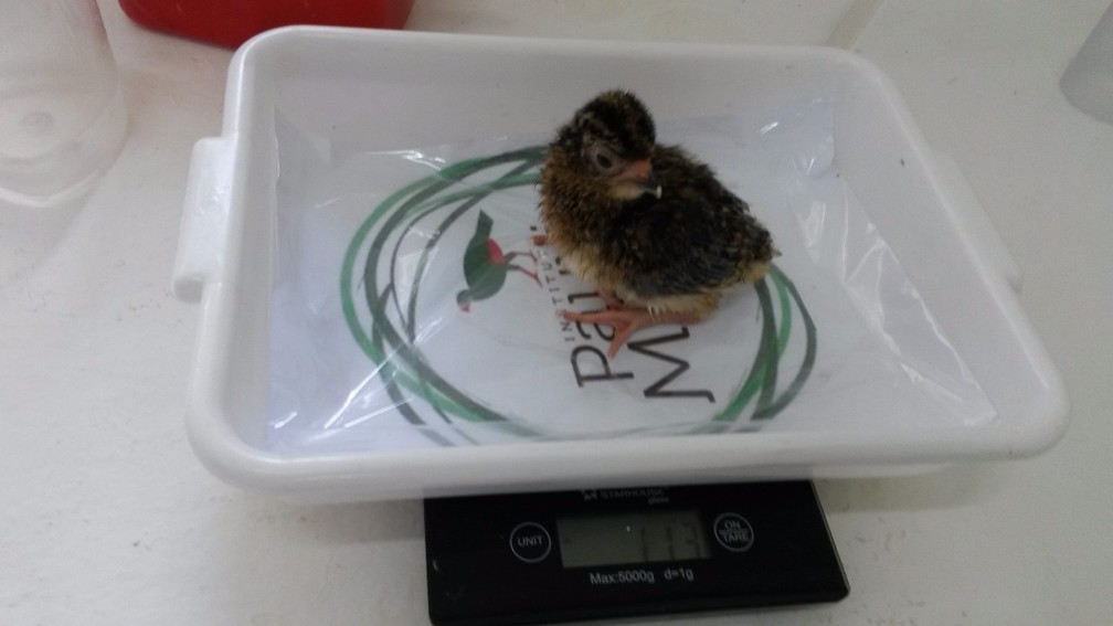 Filhote de Mutum-de-Alagoas é o primeiro a nascer em território paulista (Foto: Instituto Pauxi Mitu / Divulgação )