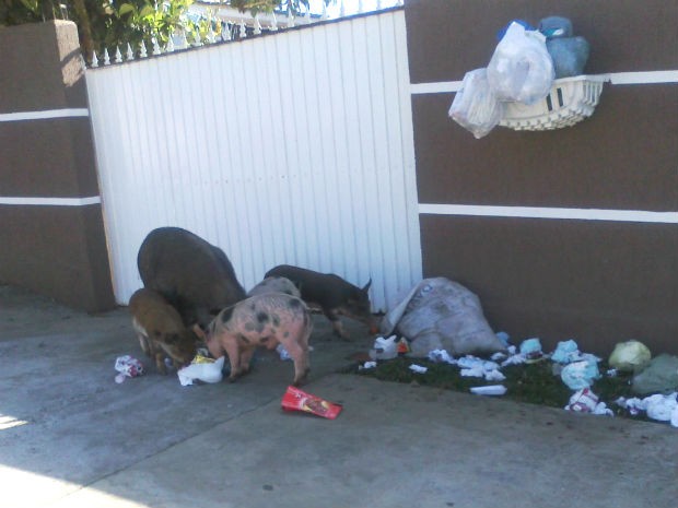 "Normalmente, vemos cachorro revirando lixo, mas porcos é novidade", disse a empresária (Foto: Arquivo Pessoal/Cleunice Melo)
