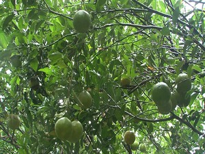 Plantação de laranja em Alagoinhas-BA (Foto: Lílian Marques/G1)