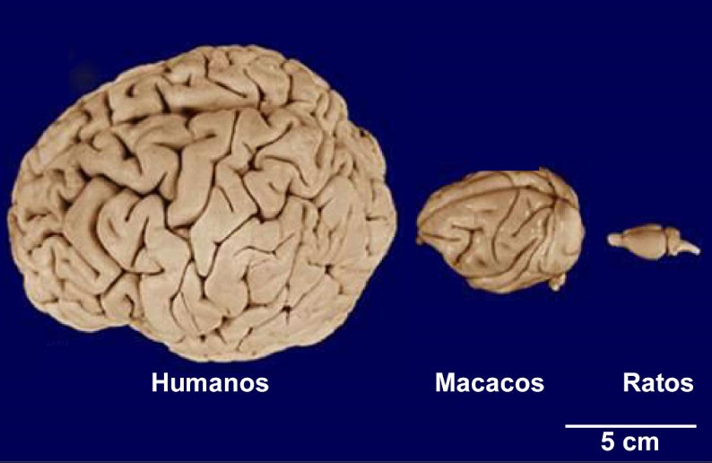 download international library of psychology nervous disorders