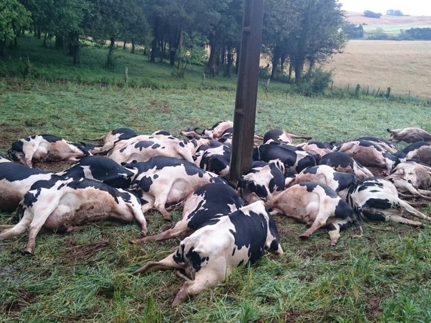 Vacas morreram junto ao poste de energia elétrica após queda de cabo, segundo a família (Foto: Arquivo Pessoal)