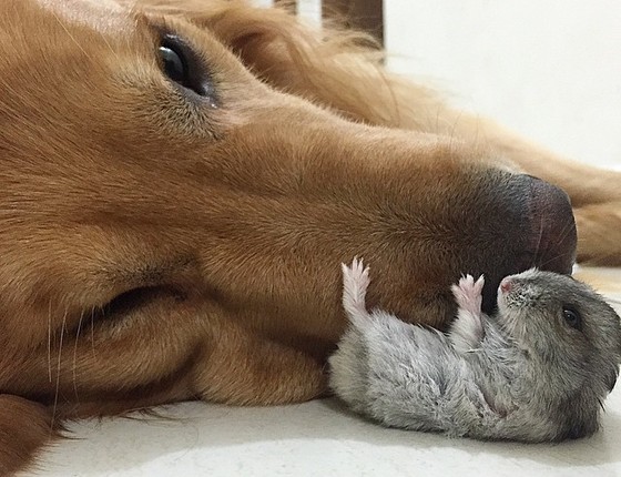 "Amigo, eu acho que você está me esmagando... Pode ir um pouquinho pra lá?" (Foto: Reprodução/Instagram)