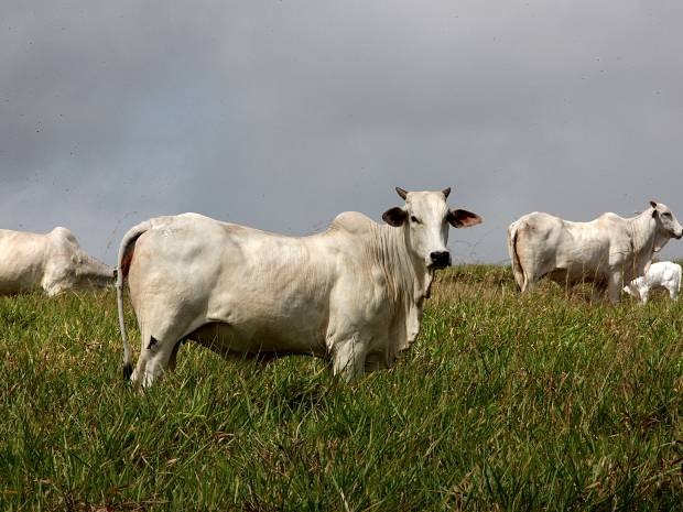 A carne de gado bovino é o segundo produto na composição do PIB, e a maioria dos municípios paraenses tem a pecuária como principal atividade. (Foto: Cristino Martins/O Liberal)
