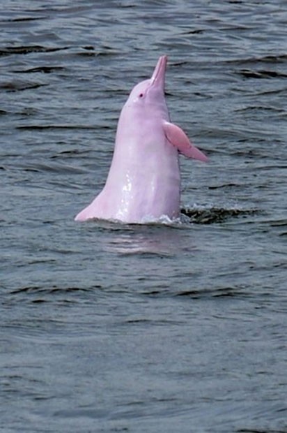 Exemplar de golfinho que vive em Hong Kong e pode desaparecer da natureza (Foto: Daniel Sorabji/AFP)