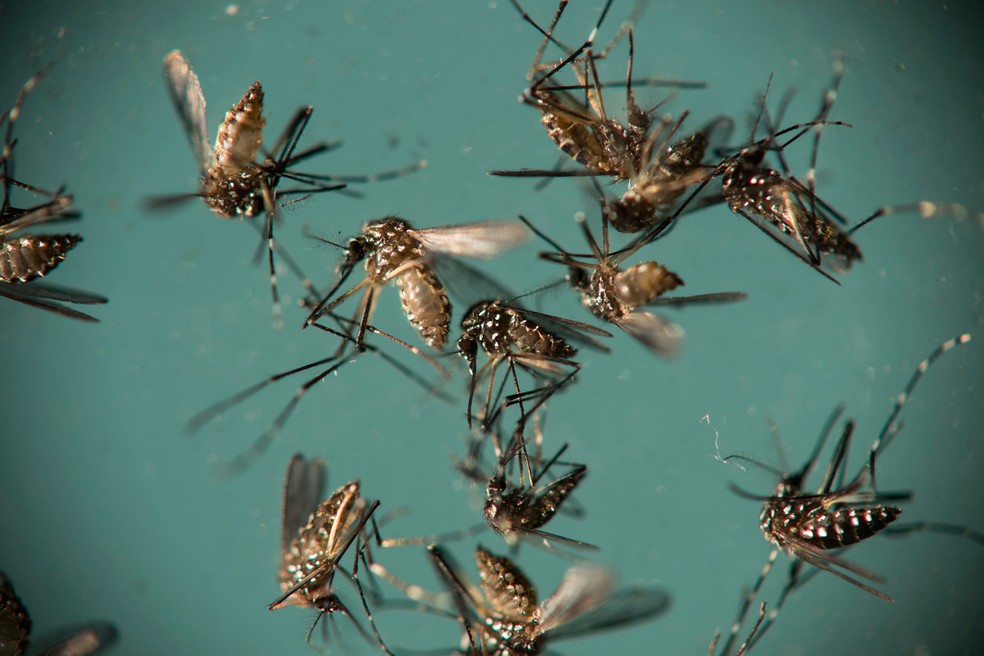 Mosquito Aedes aegypti é responsável pela transmissão de dengue, zika e chikungunya (Foto: AP Photo/Felipe Dana, File)