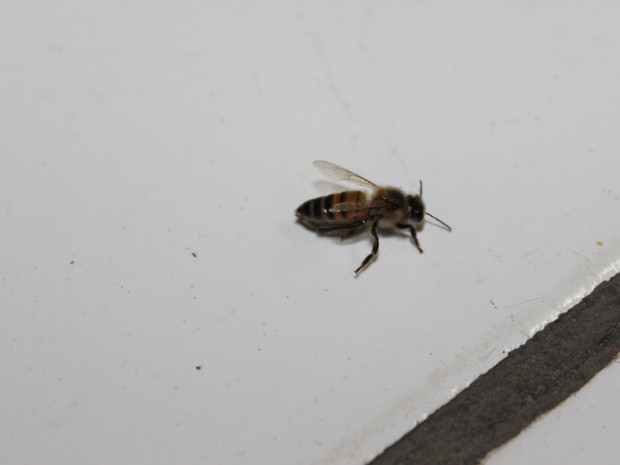 Enxame de abelhas da espécie Italiana invadiu escola em Teresina (Foto: Yara Pinho/G1)