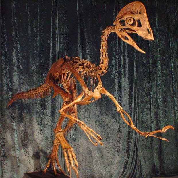 Reprodução do esqueleto do 'frango do inferno'  está no Museu de História Natural de Carnegie (Foto: Carnegie Museum of Natural History/AP)