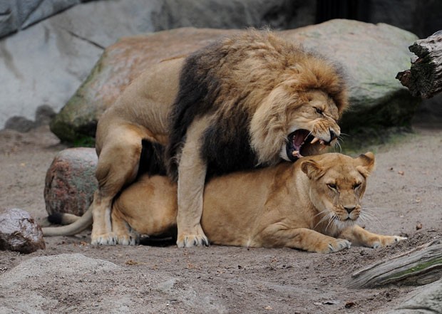 Um casal de leões foi fotografado durante o acasalamento no zoológico de Hamburgo, na Alemanha, nesta terça-feira (24) (Foto: Angelika Warmuth/DPA/AFP)