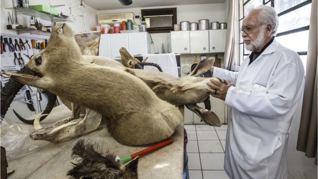 'Não basta taxidermizar. Tem que saber a postura de cada animal na natureza paraum trabalho de educação ambiental bem feito', afirma Galdino  (Foto: Sergio Ranalli)