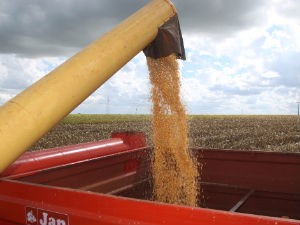 Quase metade da safra de milho do País sairá do Paraná (Foto: Divulgação/AE Notícias)