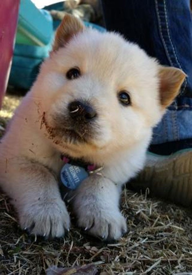 G1 C ozinho Fofo Que Parece Urso Polar Faz Sucesso Na Web Not cias 