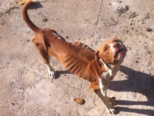 Cachorro foi encontrado em estado de saúde crítico, sem alimentação e água por quase dois meses (Foto: Adriana Fratini/Band FM)