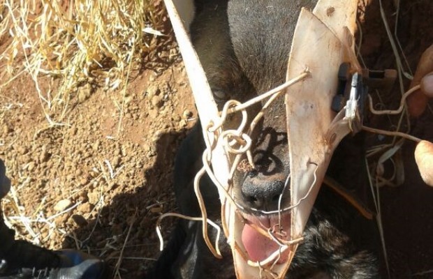 Cão não conseguia se alimentar e nem tomar água com o cone preso à cabeça (Foto: Divulgação/PM)