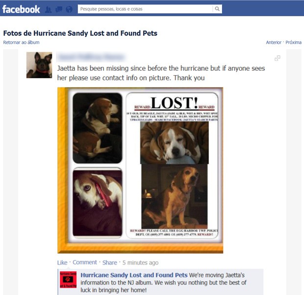Anúncio de busca de beagle Jaetta, de 10 anos, desaparecida após supertempestade (Foto: Reprodução/Facebook)