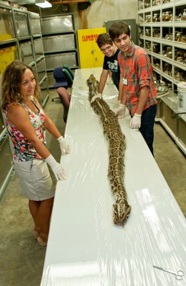 Cobra de quase 75 quilos estabeleceu um recorde no estado da Flórida. (Foto: Divulgação)