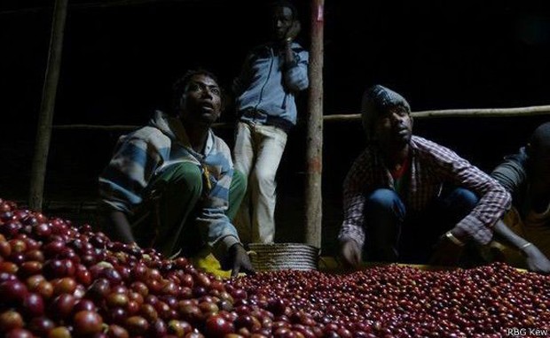  Agricultores separam os frutos; este processo contínuo ocorre de dia ou de noite  (Foto: RBG KEW/BBC)
