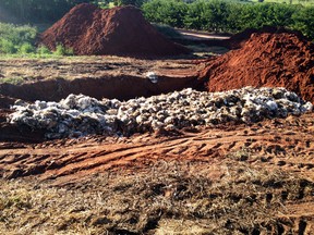 Granja onde morreram 45 mil aves é multada pela Cetesb - Globo.com