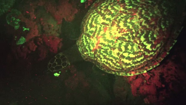 A tartaruga-de-pente filmada pelo biólogo David Gruber na Nova Zelândia (Foto: Reprodução/Youtube)
