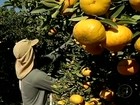 Preço e produtividade da tangerina agradam em SP