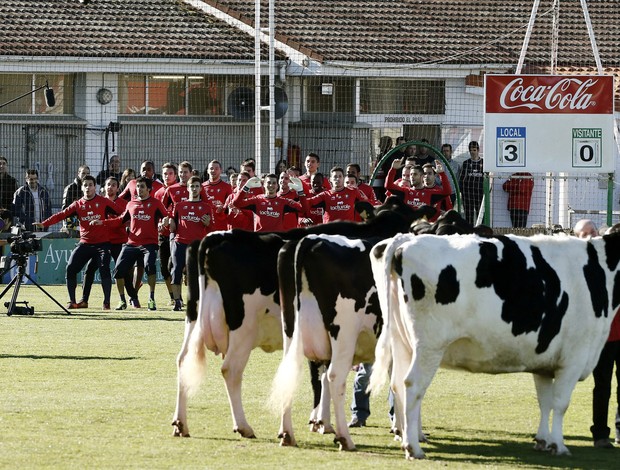 osasuna vaca (Foto: EFE)