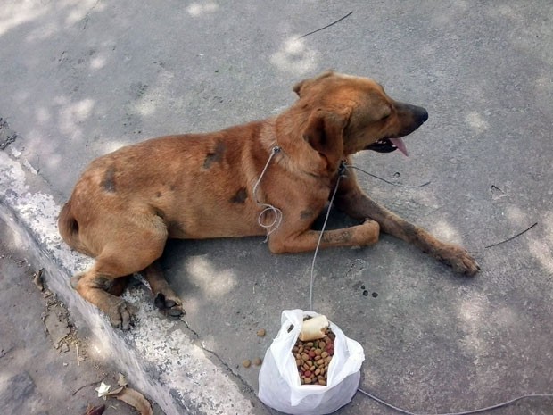 Cão arrastado por moto foi adotado (Foto: ONG Solar/Divulgação)