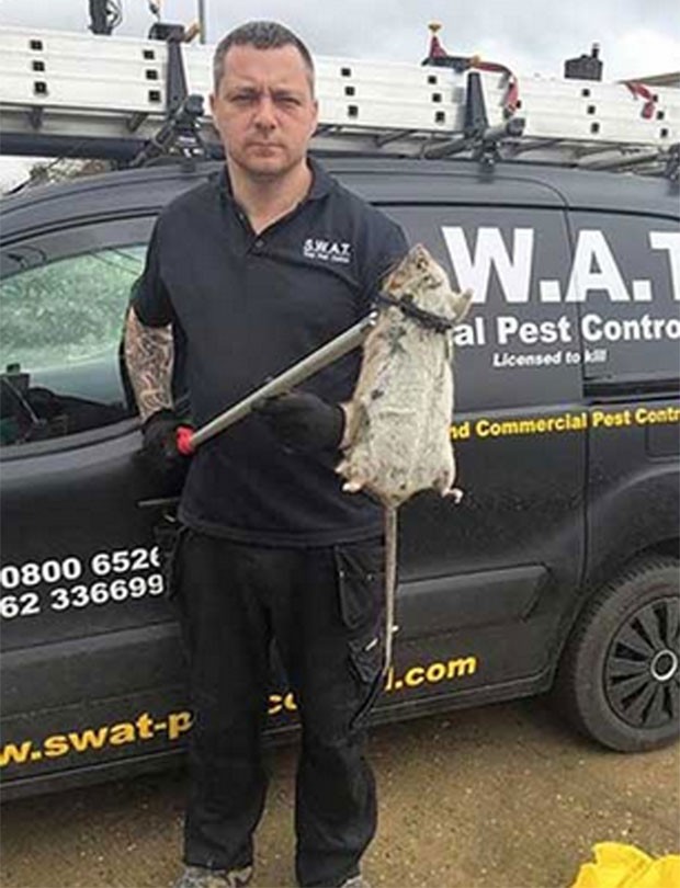 Spencer Harris exibe rato enorme capturado em propriedade em Humberston (Foto: Reprodução/Facebook/SWAT Pest Control Limited)