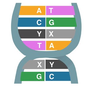 Ilustração mostra o DNA alterado com os dois nucleotídeos artificiais, identificados com as letras X e Y.' (Foto: Divulgação/Nature)