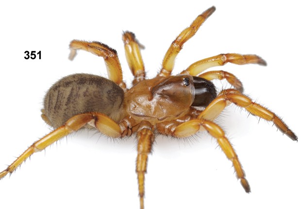 Aranha fêmea da espécie 'Aptostichus chavezi', recém-descoberta (Foto: Divulgação/"ZooKeys")