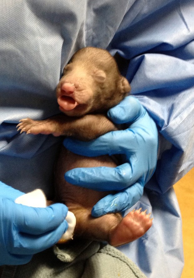 Urso-beiçudo dorme em colo de cuidador (Foto: AP Photo/Smithsonian's National Zoo)