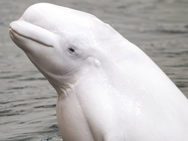 Fora do cativeiro, as belugas são vistas em grupos migratórios. Os mergulhos da beluga podem durar até 25 min, a profundidades de 800 metros, segundo a União Internacional para Conservação da Natureza. A espécie se alimenta de peixes e moluscos é pode ser (Foto: AP Photo/John Bazemore)