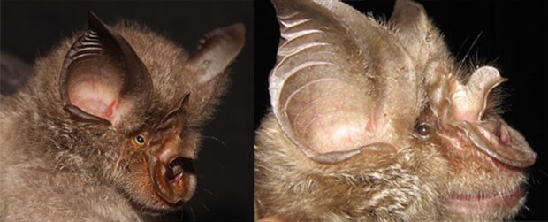 Morcego-ferradura (Foto: Divulgação/PLoS ONE)
