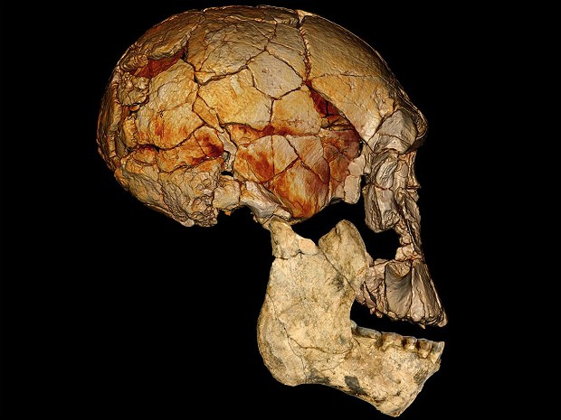 Crânio hominídeo Nature (Foto: Fred Spoor/Nature )