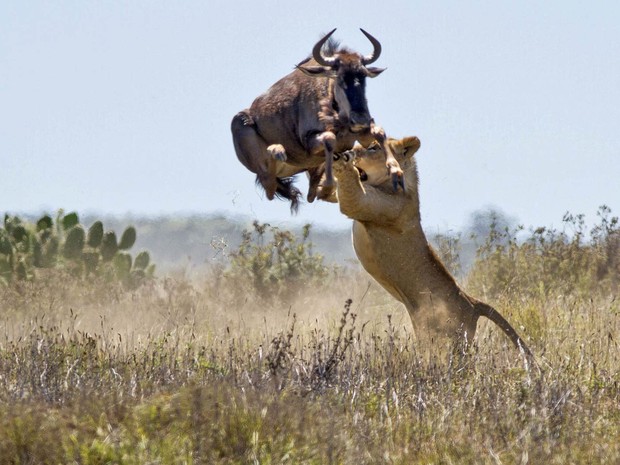 Gnu salta a uma altura de 2 metros tentando evitar o ataque de uma leoa faminta na reserva de Kariega, na África do Sul. A cena impressionante ocorreu em frente a encarregados de caça da reserva, que viram o gnu fugir após o pulo diante do perigo. (Foto: Jacques Matthysen/Caters News/The Grosby Group)