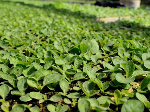 O exame de José Dell Osbel demonstrava o impacto da doença da folha verde do tabaco (Foto: Diogo Zanatta/BBC)