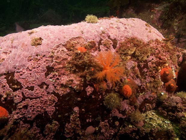 A alga Clathromorphum compactum, encontrada no Oceano Ártico, pode viver por centenas de anos (Foto: Nick Caloyianus/ PNAS)