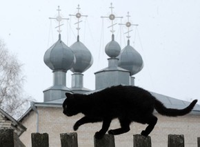 Na Hungria Gatos Pretos Tem Protecao Contra Sacrificios No Halloween Natureza G1