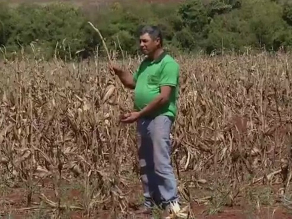 Produtor Jocelen Alves mostrou, no fim de setembro, estragos que as variações climáticas provocaram em sua lavoura de milho (Foto: Reprodução/TV Morena)