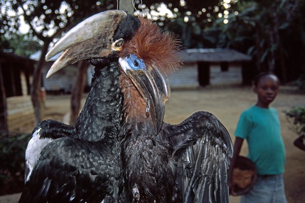 Duas espécies de calaus, aves africanas com longos bicos, são vendidas na beira da estrada (Foto: Haroldo Castro/Época)