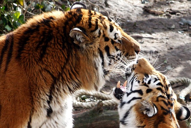 Em foto de 8 de março, os tigres 'Altai' (esq) e 'Hanya'. 'Altai'' matou sua tratadora e foi sacrificado. (Foto: Roberto Pfeil/AP)