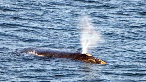 Primeira baleia-franca registrada em foto, no dia 30, nesta temporada de reprodução. (Foto: Divulgação)