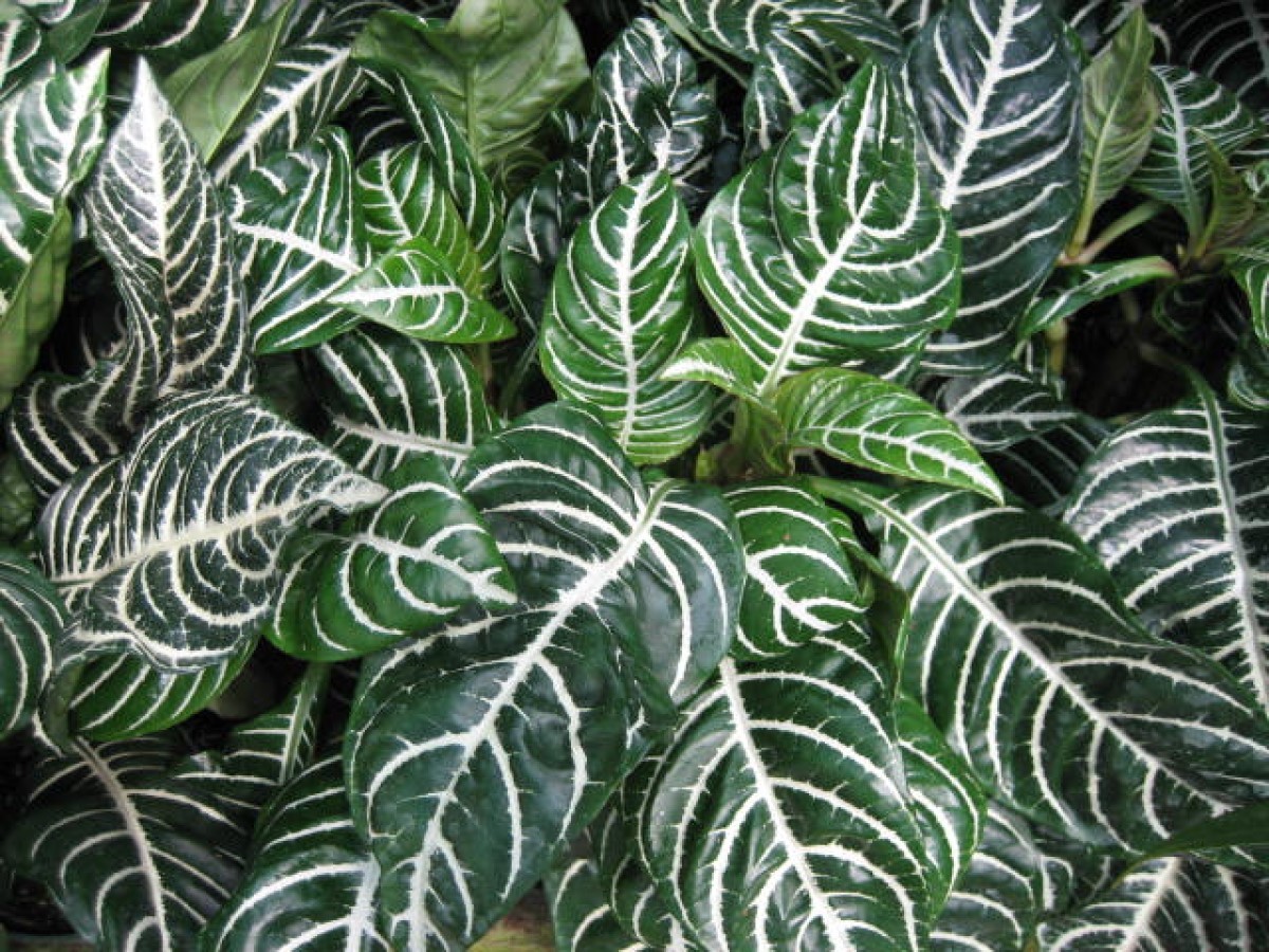 A planta Aphelandra possui folha escura, nervuras brancas e formato oval e é muito utilizada em projetos de paisagismo (Foto: Flickr / Erick Lux / CreativeCommons)