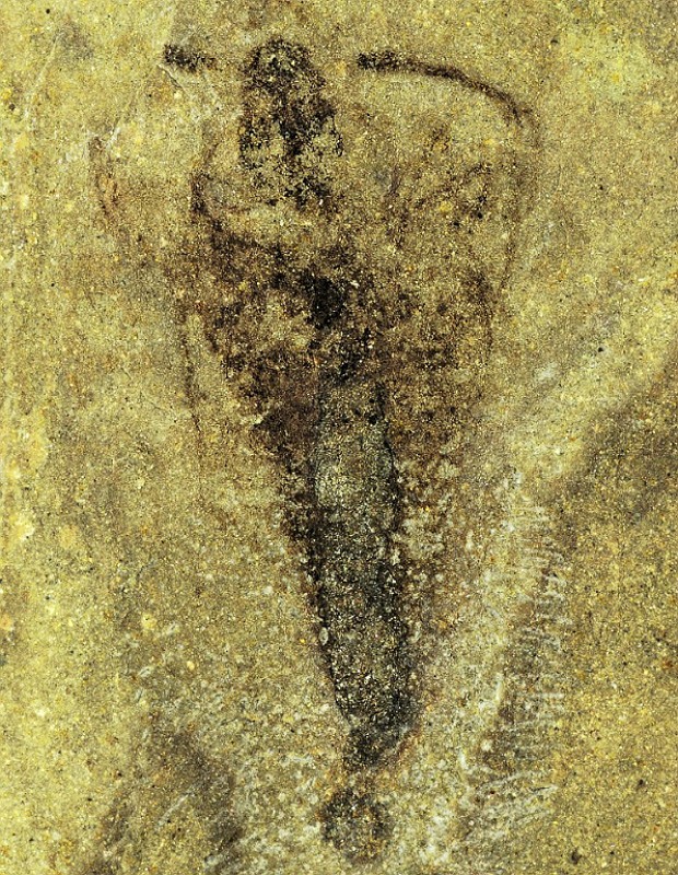 Fóssil Nature (Foto: Nel et al./Nature)