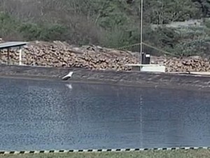Menino foi encontrado em reservatório de frigorífico no RS (Foto: Reprodução/RBS TV)